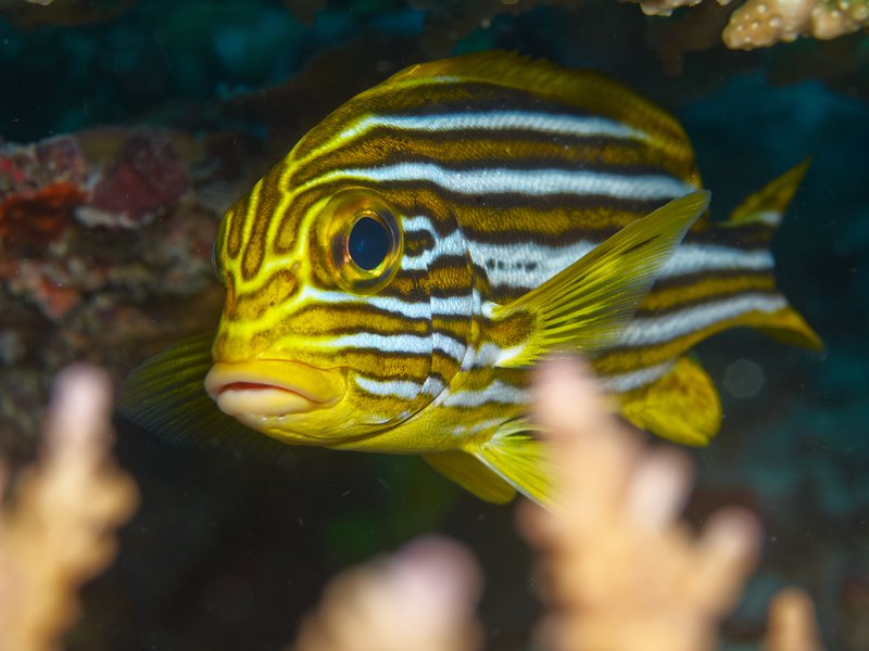 Sweetlips, Bounty